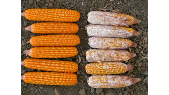 Nutrição Animal - Agroceres Multimix