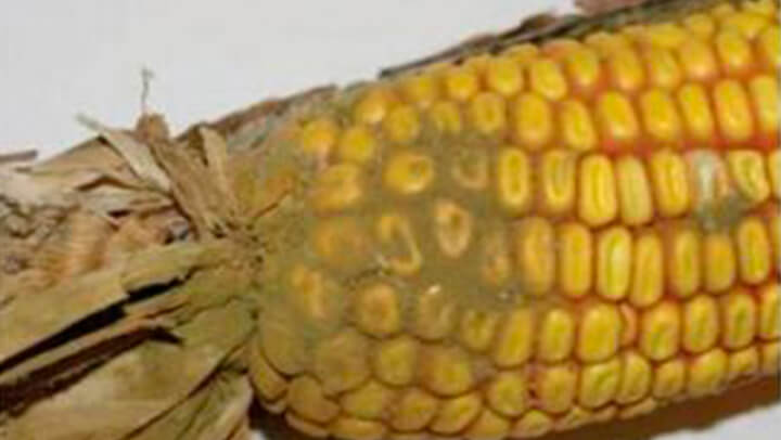 Nutrição Animal - Agroceres Multimix