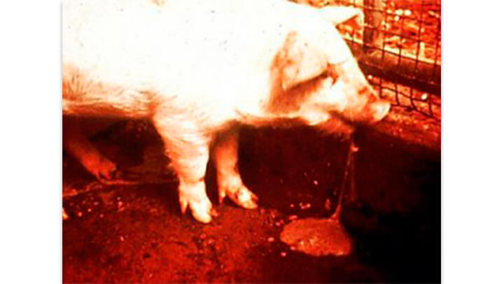 Nutrição Animal - Agroceres Multimix