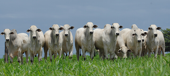 Boi 777 - Nutrição Animal - Agroceres Multimix Boi 777 - Nutrição Animal - Agroceres Multimix