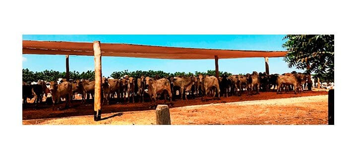 Post: Bem-estar Animal. Baia de confinamento com sombreamento artificial. Post: Bem-estar Animal. Baia de confinamento com sombreamento artificial.
