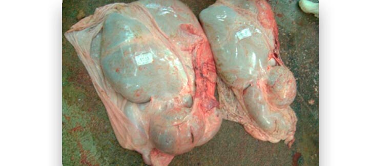 Nutrição Animal - Agroceres Multimix