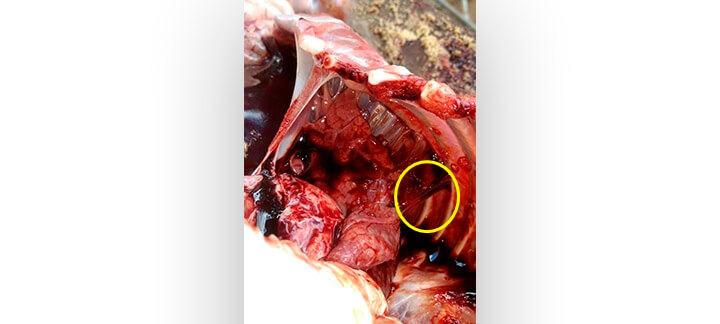 Streptococcus Suis | Nutrição Animal - Agroceres Multimix Streptococcus Suis | Nutrição Animal - Agroceres Multimix