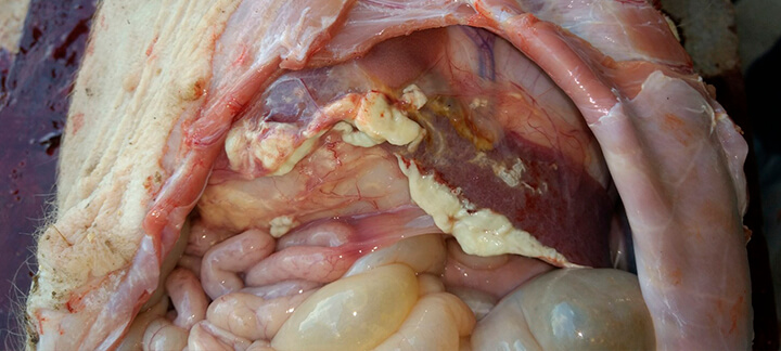Streptococcus Suis | Nutrição Animal - Agroceres Multimix Streptococcus Suis | Nutrição Animal - Agroceres Multimix