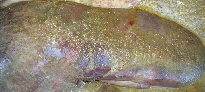 Mortalidade de porcas tem relação com Clostridium Novyi Mortalidade de porcas tem relação com Clostridium Novyi