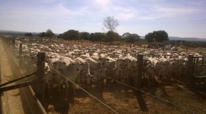 Manejo de Cocho - Nutrição Animal