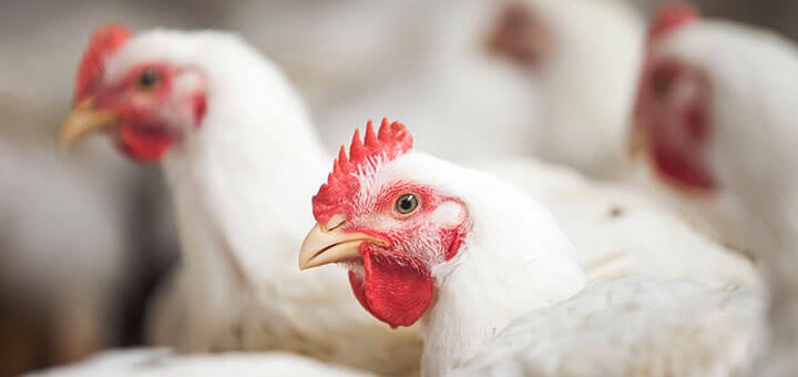 nutrição animal - aves de corte