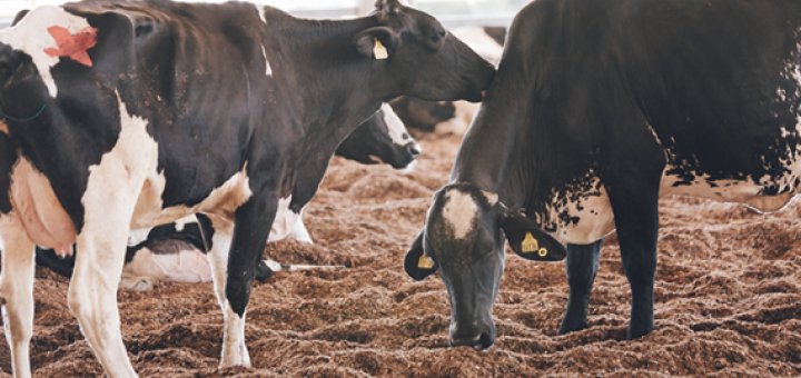 nutrição animal - bovinos de leite