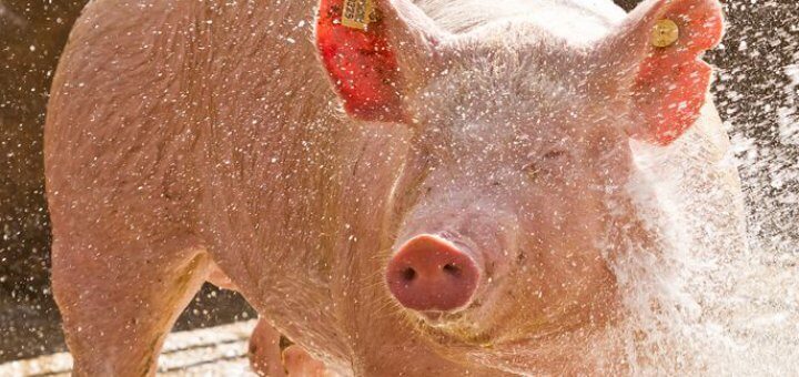 nutrição animal - e-book