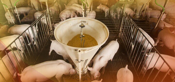 nutrição animal - suínos
