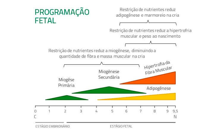 Post: Programação Fetal. Crescimento do tecido muscular e adiposo e os efeitos de uma possível restrição alimentar durante a fase pré-natal. Post: Programação Fetal. Crescimento do tecido muscular e adiposo e os efeitos de uma possível restrição alimentar durante a fase pré-natal.