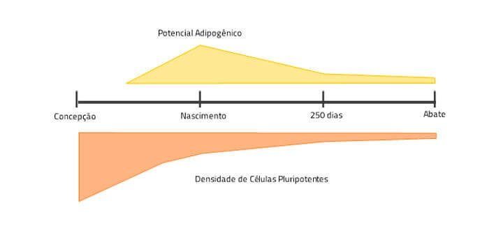Post: Programação Fetal. Gráfico potencial adipogênico da concepção até o abate de bovinos Post: Programação Fetal. Gráfico potencial adipogênico da concepção até o abate de bovinos